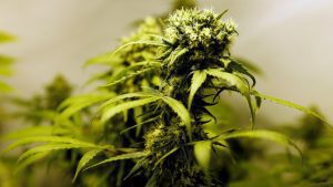 ¿Podría el cannabis ayudar a tratar el eccema y la psoriasis?