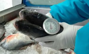 En Bogotá decomisan 134 kilos de pescado en mal estado