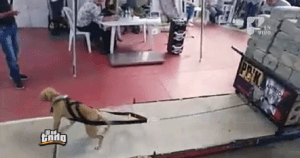 Competencia en Soacha que mide fuerza de perros ¿Maltrato animal?