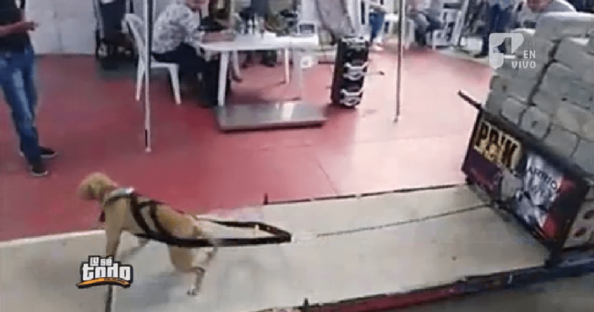 Competencia en Soacha que mide fuerza de perros ¿Maltrato animal?