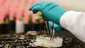 Monsanto está detrás de una compañía de ‘edición genética’ en EE.UU.