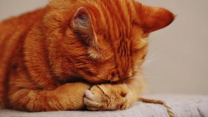 Rompiendo estereotipos: los gatos también saben amar