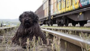 Rescatan a un perro que cayó a las vías del Metro de la Ciudad de México