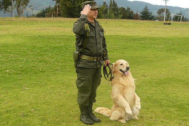 Perros antinarcóticos reforzarán seguridad de 40 colegios en Bogotá