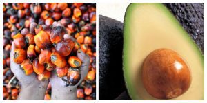Aguacate Hass y Aceite de Palma líderes en el mercado de exportación