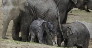 Enternecedoras fotos de elefante recién nacidas en parque de animales