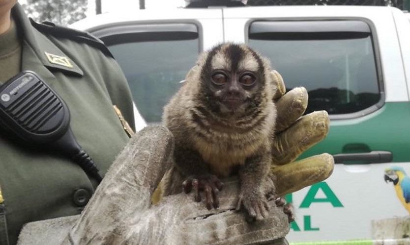Mono tití fue rescatado en Bogotá