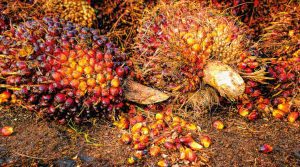 “Muelle Las Américas” principal motor para impulsar el aceite de Palma y aportar en el crecimiento económico de Colombia