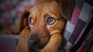 ¡Ojo con esto! Se están robando las mascotas en Colombia