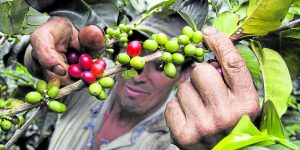 Abril fue un buen mes para la producción cafetera