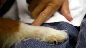 El ‘Hachiko’ chino: un perro espera a su amo todos los días junto a una estación de metro