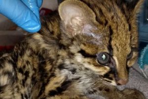 Un leopardo cachorro fue hallado en El Virrey de Bogotá