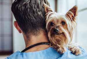 Hombre puede visitar su mascota