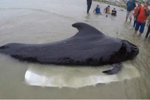 Muere una ballena por la ingesta de 80 bolsas de plástico