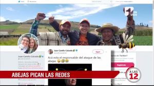 Continúan especulaciones por ataque de abejas africanas en La Loma, Cesar