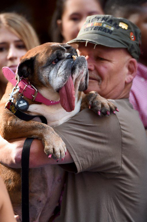 El perro más feo del mundo en 2018 es un bulldog