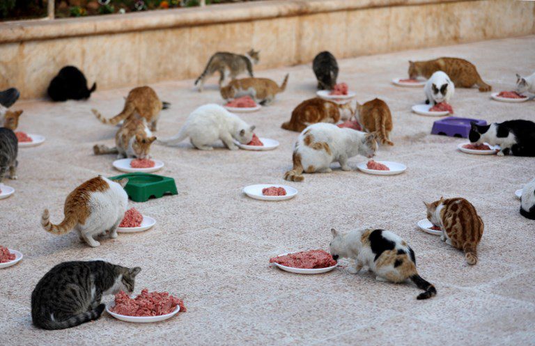 El refugio para gatos en una Siria golpeada por la guerra