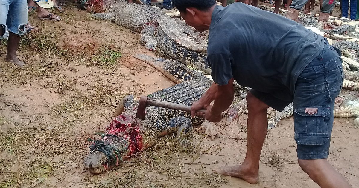 Multitud enfurecida masacró a 300 cocodrilos en Indonesia