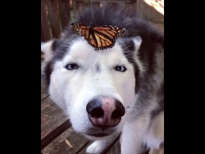 El tierno husky siberiano que es calificado «el perro más paciente del mundo» por este video