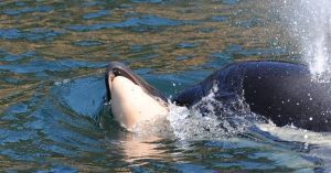 Una orca cargó durante tres días a su cría muerta por el océano