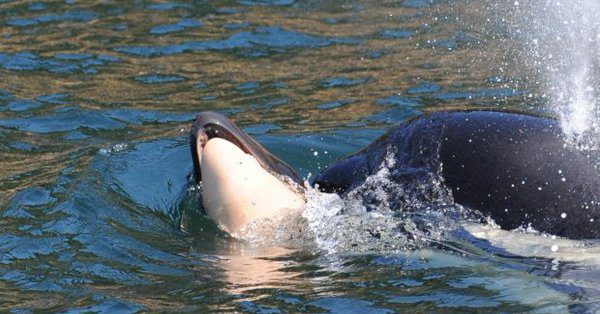 Una orca cargó durante tres días a su cría muerta por el océano