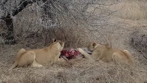 Leonas que devoran vivo a un jabalí son atacadas por una manada de hienas