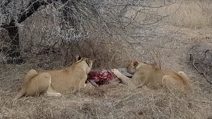 Leonas que devoran vivo a un jabalí son atacadas por una manada de hienas