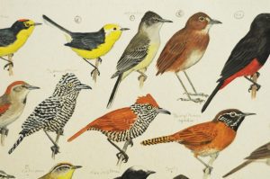 Observación de aves en Bogotá: consejos para marcar esa lista