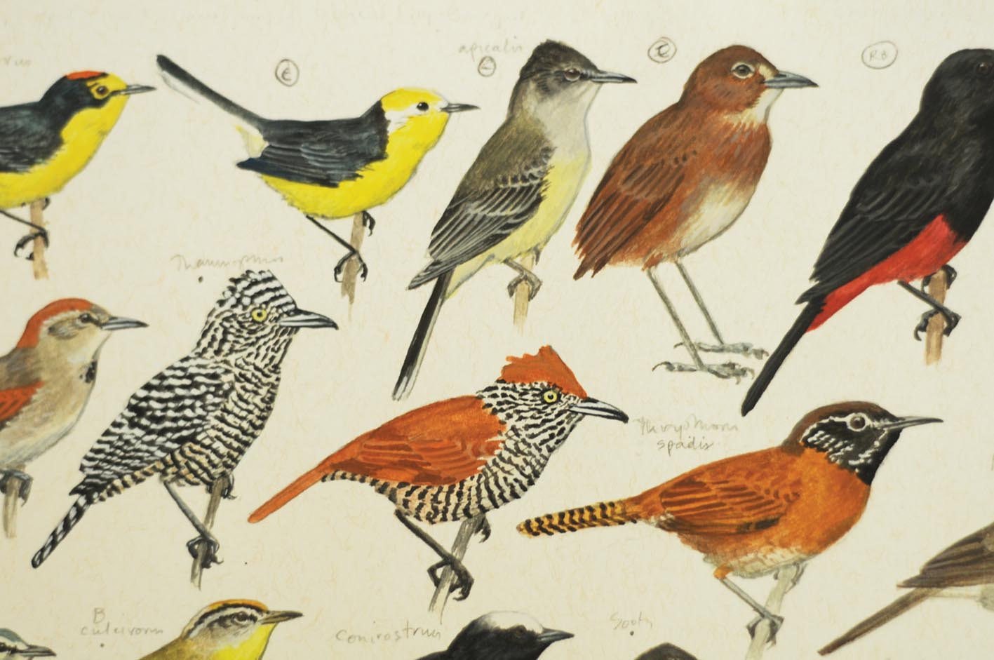 Observación de aves en Bogotá: consejos para marcar esa lista