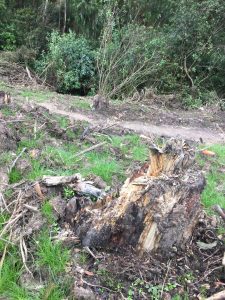 Denuncian tala indiscriminada de árboles en Cerros Orientales de Bogotá