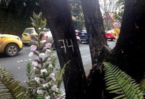 Bogotá se involucró en los objetivos de corte de árboles por alcaldía