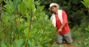 Las siembras de coca y su culpabilidad en el deterioro ambiental