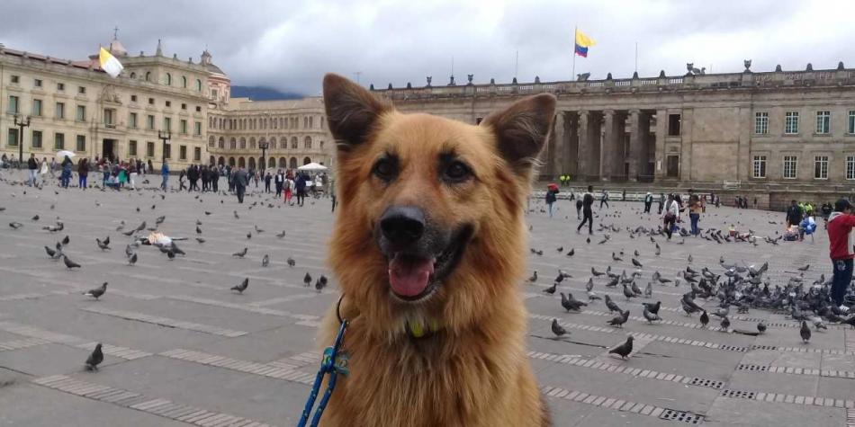 Otto, el perro que ha viajado por Suramérica en moto, visitó Bogotá
