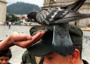 El drama de los vendedores de maíz en la Plaza de Bolívar