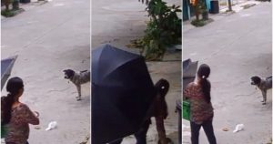 Una mujer le roba a un perrito callejero platos de comida y agua