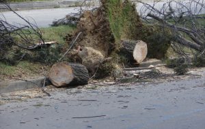 Personería de Bogotá pide respuestas ante posible “arboricidio”