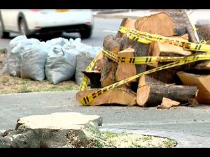 Nueva controversia en Bogotá por la tala de 55 árboles en la carrera novena