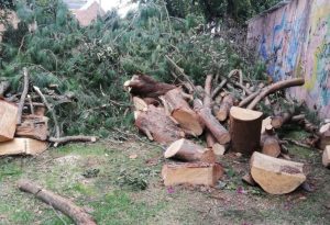 Crece la controversia por tala de árboles en Bogotá