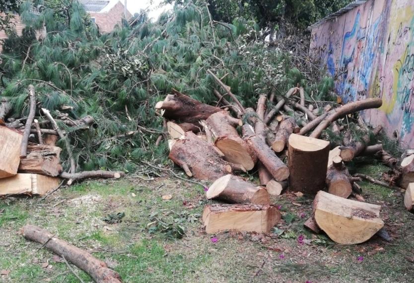 Crece la controversia por tala de árboles en Bogotá