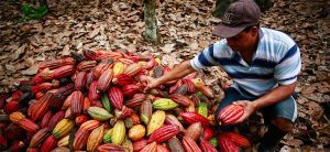 Cacaoteros nacionales buscan agregar valor a su producción