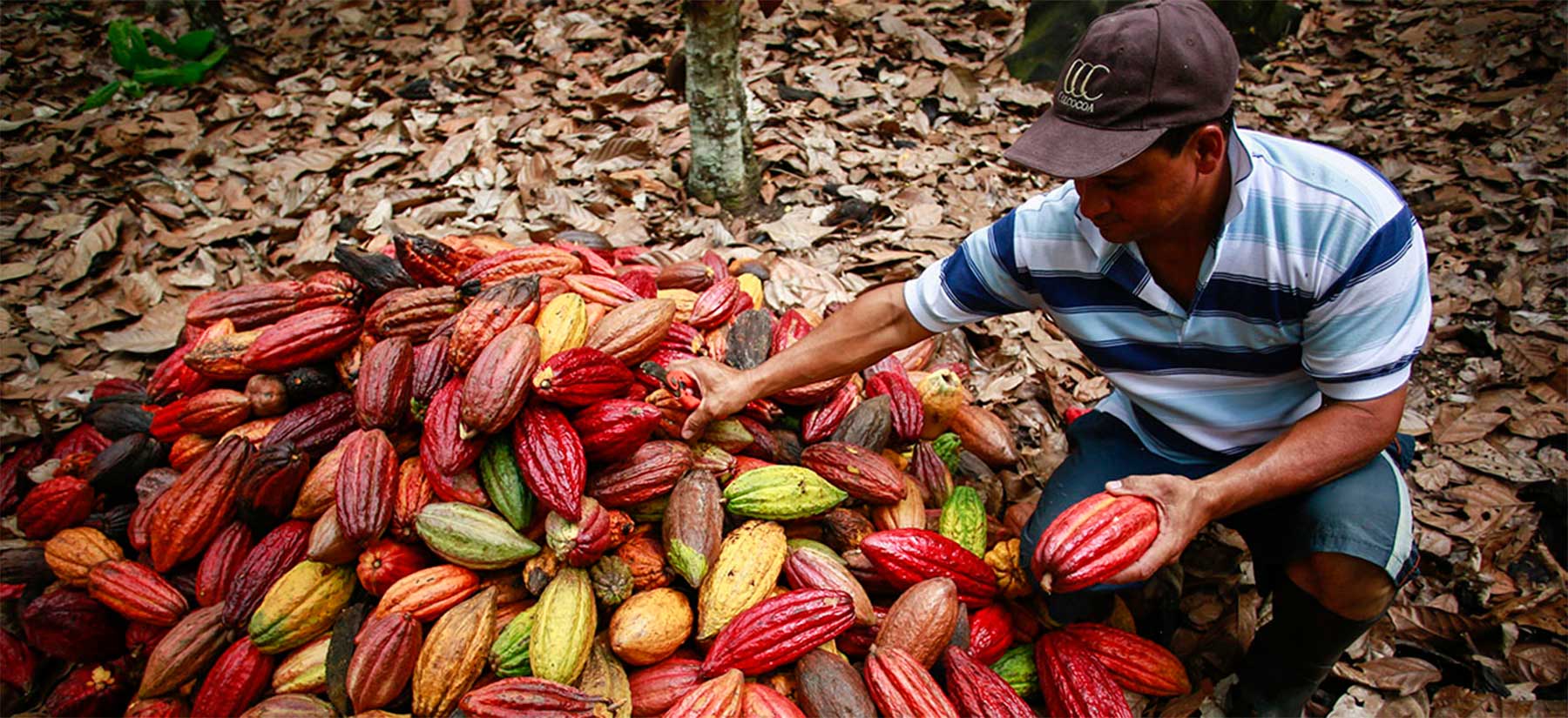 Cacaoteros nacionales buscan agregar valor a su producción
