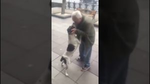 Así fue el reencuentro de un perro con su amo tras estar 3 años perdido