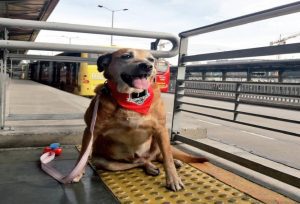 ¿Conoce las normas para viajar en Transmilenio con su mascota?