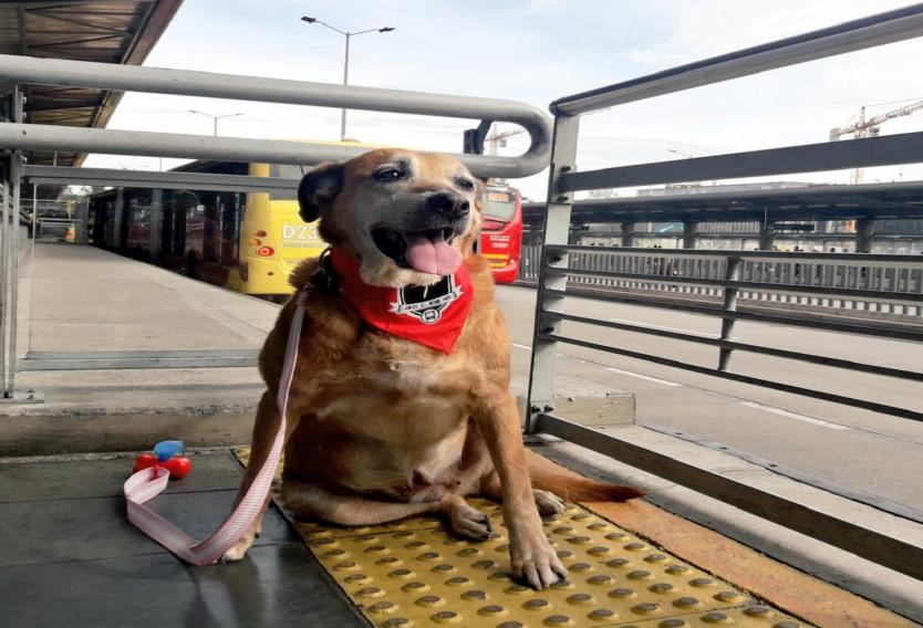 ¿Conoce las normas para viajar en Transmilenio con su mascota?