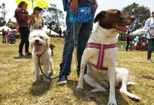 En simulacro distrital de evacuación las personas deben incluir a sus mascotas