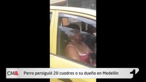 Adoptado perro que persiguió 20 cuadras a su dueña en Medellín