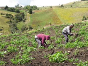 El tratado que le daría derechos fundamentales a los campesinos