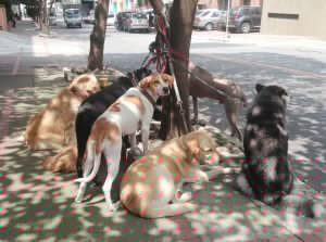 Bogotá se convierte en “zoolidaria” con Capital Animal