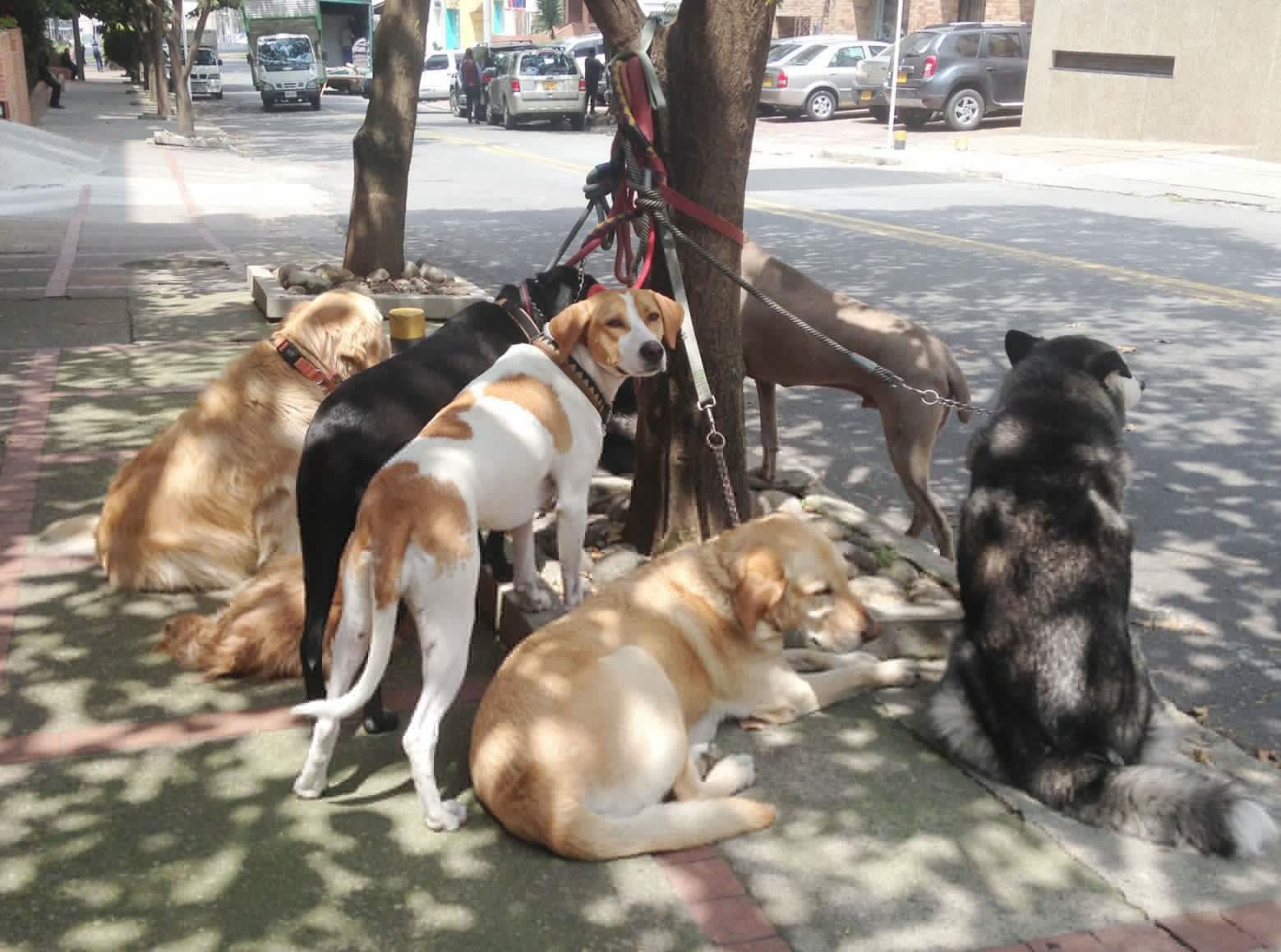 Bogotá se convierte en “zoolidaria” con Capital Animal