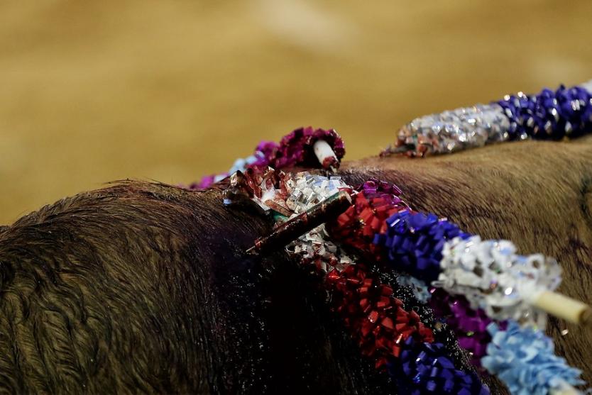 Confirmadas fechas de temporada de toros y marchas antitaurinas en Bogotá